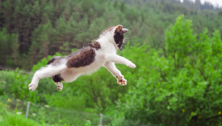 cute cat flying and jumping in the nature. closeup