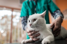 Cat being examined with a stethoscope by unrecognizable veterinarian.