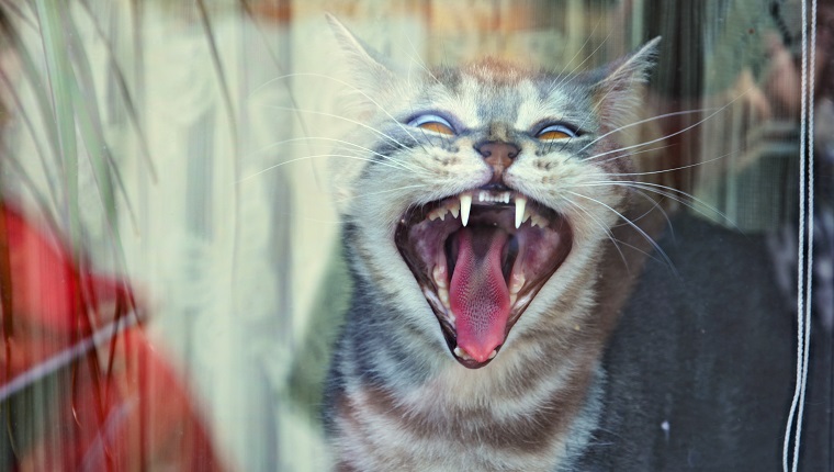 Close-Up Of Cat Yawning