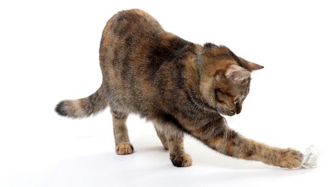 cat plays with paper ball