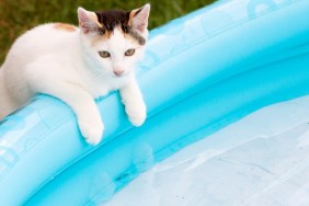 kitten balance at swim basin