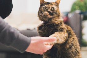 Obedient domestic cat giving paw