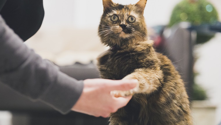 Obedient domestic cat giving paw