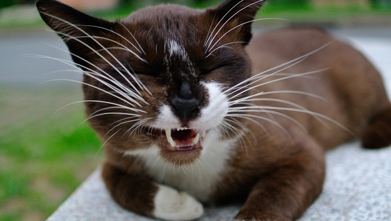 Domestic Cat Lying Down Outdoors And Meowing