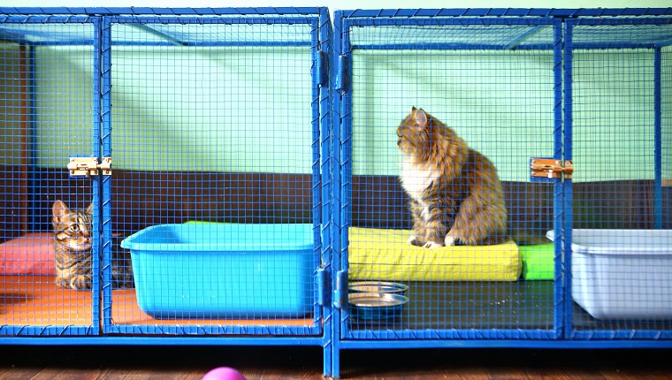 Two brown domestic cats resting in cages at cat shelter. This is actually cat sitter mansion where these cats stay while their owner are on vacation. Cats have all the privileges as that do at home.