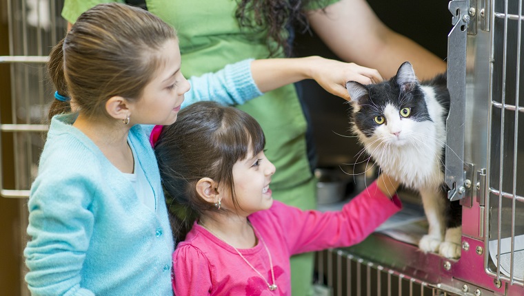 Kids picking a cat to adopt from the animal shelter.