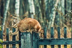 Red cat on a fence