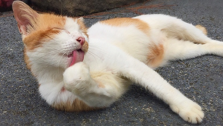 Close-Up Of Cat Licking Paw While Resting On Ground