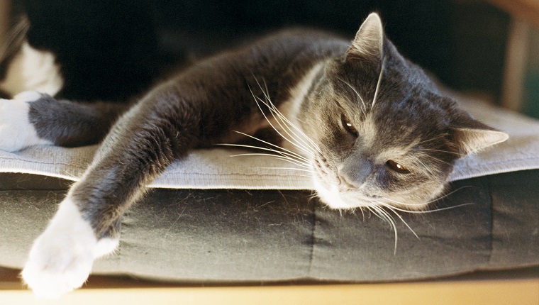 Cat lying in sunlight