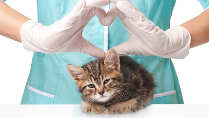 vet with kitten