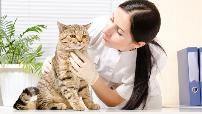 vet checks cat