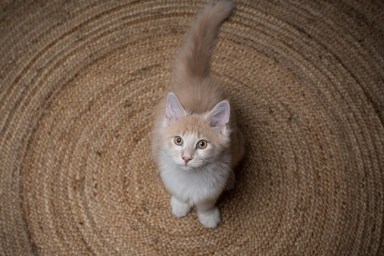 red cream colored maine coon kitten standing on a round carpet looking up