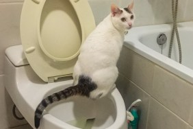 Shot in watching room of a domestic cat peeing in toilet.