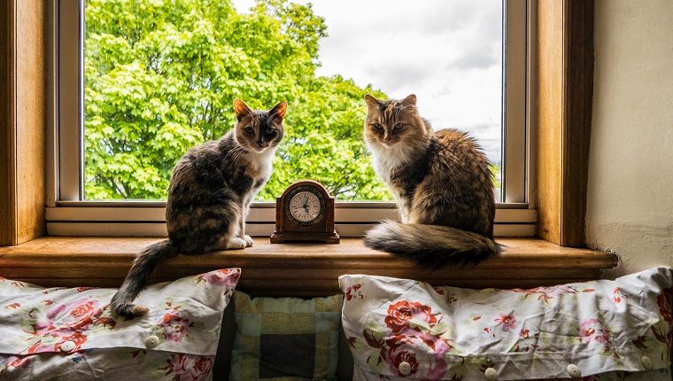 Cats On Window Sill At Home