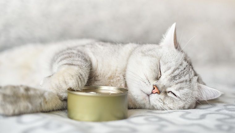 gray shorthair cat sleeping with a food can