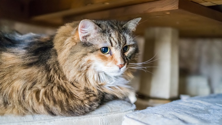 Scared shy calico tabby maine coon cat under table