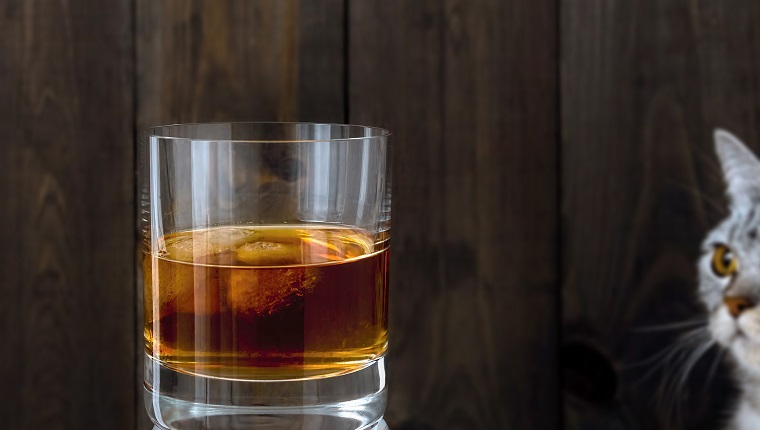 Cool drink. A glass filled with beverage and ice. Watching cat. Dark brown wooden background.