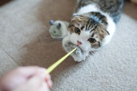 Cat biting toy. Give it to me!