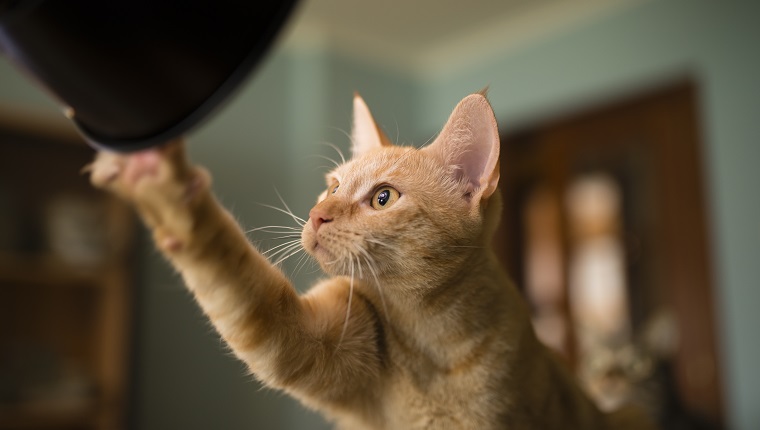 Spain, Orange tabby cat looking and touching curiously a flash light at home