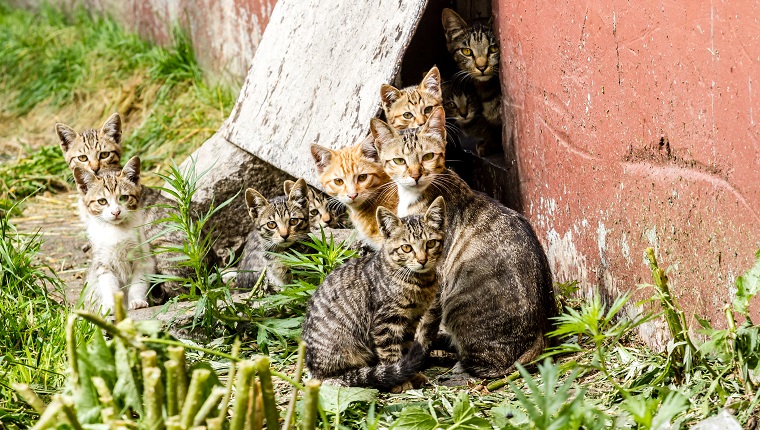 Large group of homeless kittens in a city street near the house