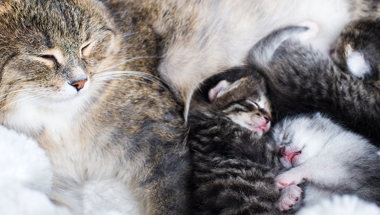 Mother cat feeding her newborn babies. Motherhood.Breasting.