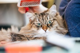 Front View of a Cat, Grooming Brush Above it's Head