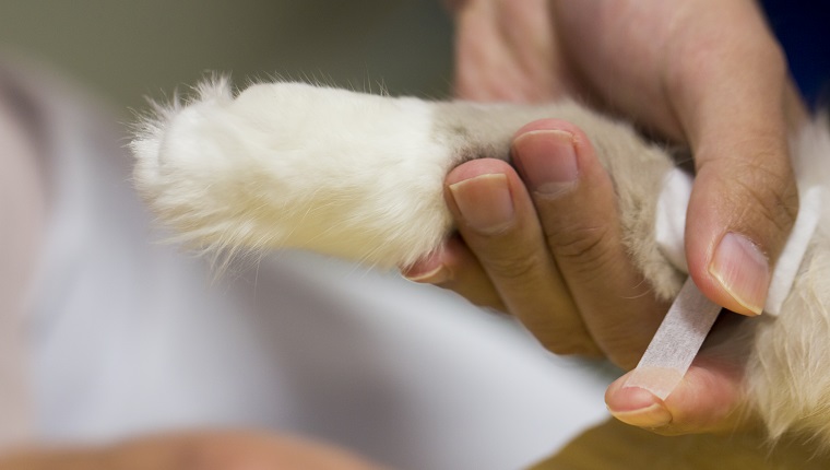 Vet putting a bandage around a cat’s leg.