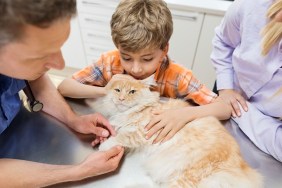 Veterinarian and owners examining cat in vet's surgery