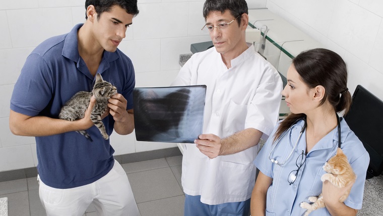 Vet examining a cat's x-ray