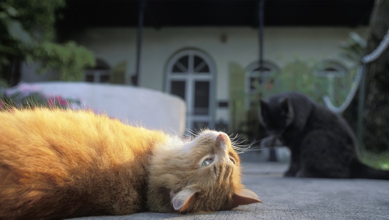 Cats Outside Ernest Hemingway House