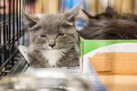 Closeup of adorable tiny russian blue grey and white kitten with green eyes blinking in cage