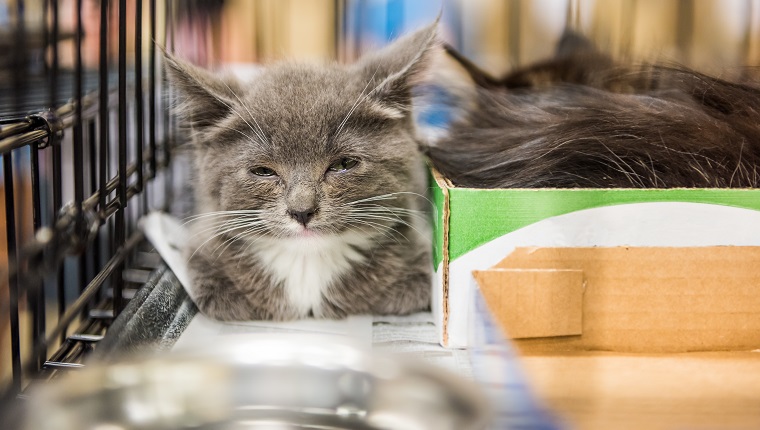 Closeup of adorable tiny russian blue grey and white kitten with green eyes blinking in cage