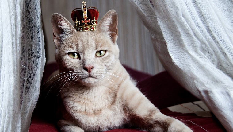 Portrait of white cat with crown on head sitting on bed, Namibia.