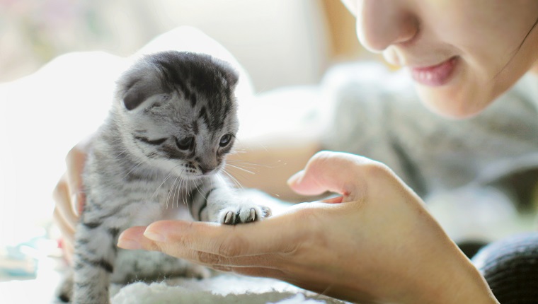 Girl shaking hand with Scottish cat.