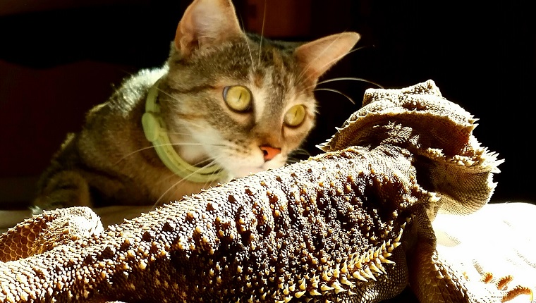 Close-Up Of Cat Looking At Lizard