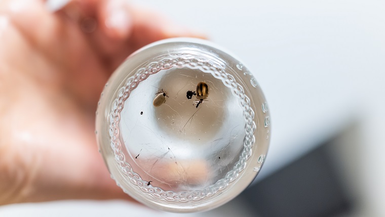 Macro closeup of two large lone star ticks in glass jar cup engorged with blood and hand holding with pet cat hairs