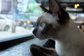 Close-Up Of Cat Looking Through Window