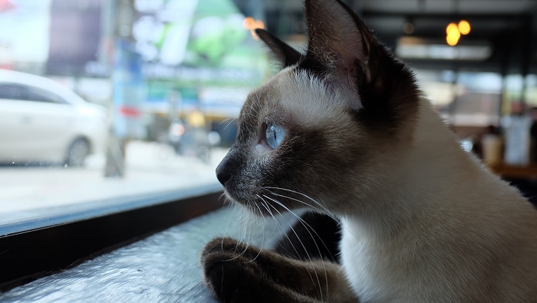 Close-Up Of Cat Looking Through Window