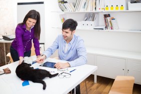 Playfull cat in the office with two business people,playing