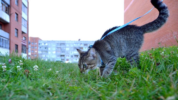 cat on leash outside