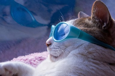 Cats sunglasses in summer