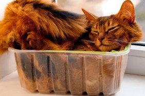 Somali cat lie inside transperent plastic box