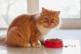 Persian cat eating dry cat food