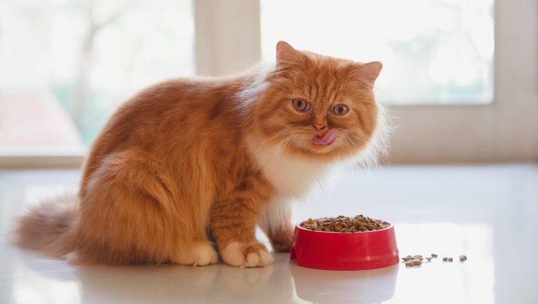 Persian cat eating dry cat food