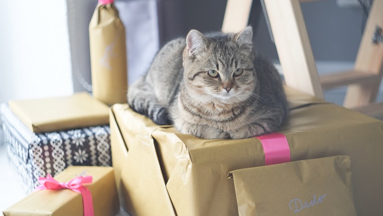 High Angle View Of Cat Relaxing On Gift Box At Home