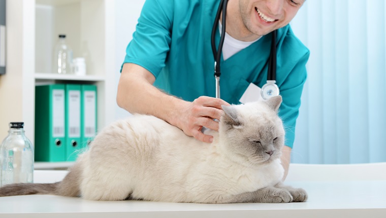 vet and a beautiful British cat