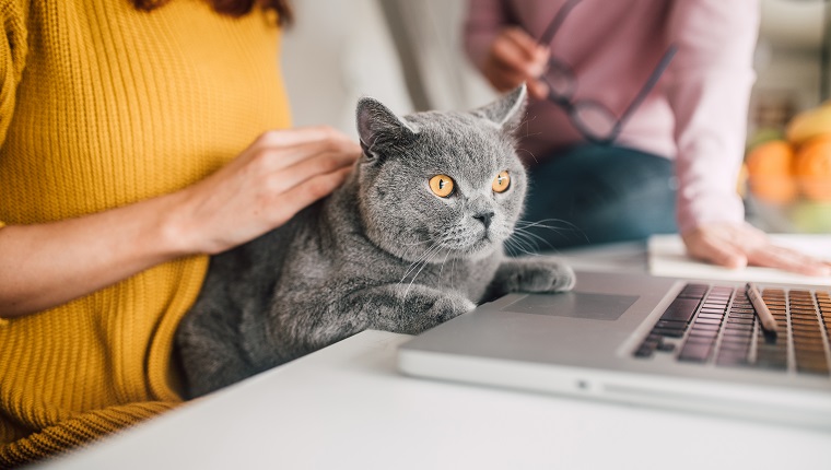 Persian cat lying by laptop at the working space