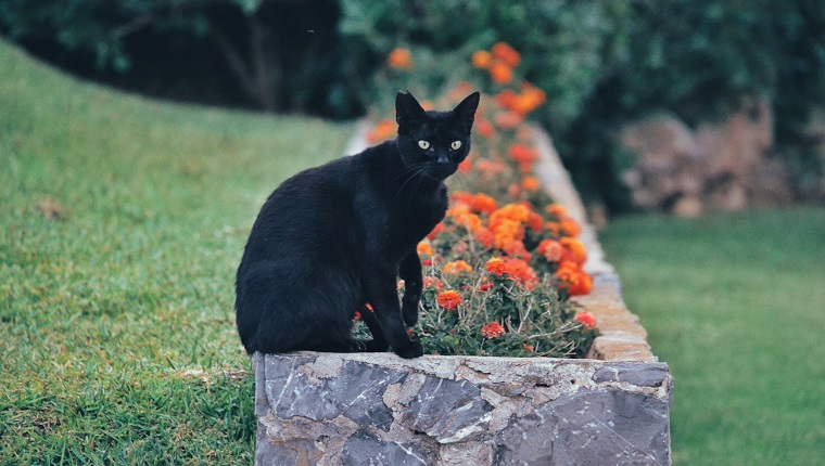 Portrait Of Black Cat Sitting On Retaining Wall Against Plants