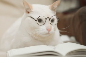 Cute business cat wearing glasses reading book . white cat lying on sofa.