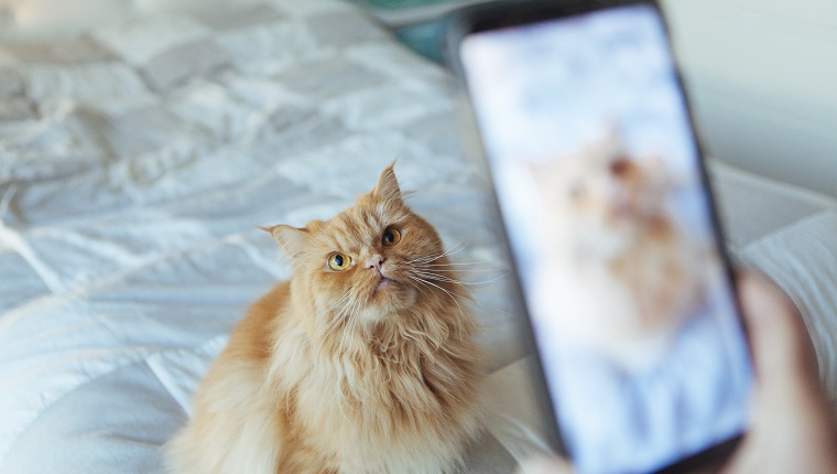 cat posing for a picture taking by the phone